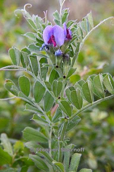 vicia sativa ssp sativa 1 graphic